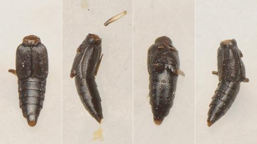 Stenus sp.